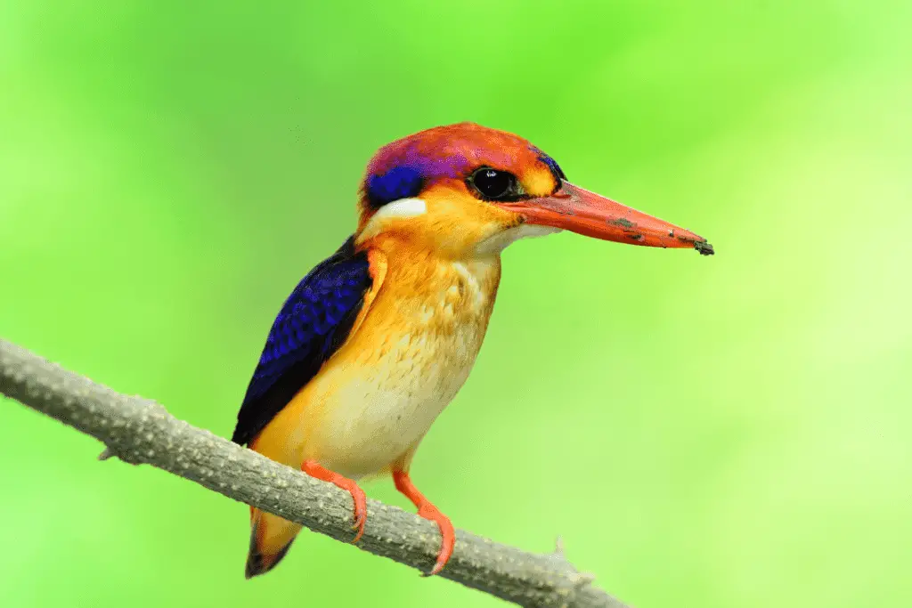 Black-backed Kingfisher with green background