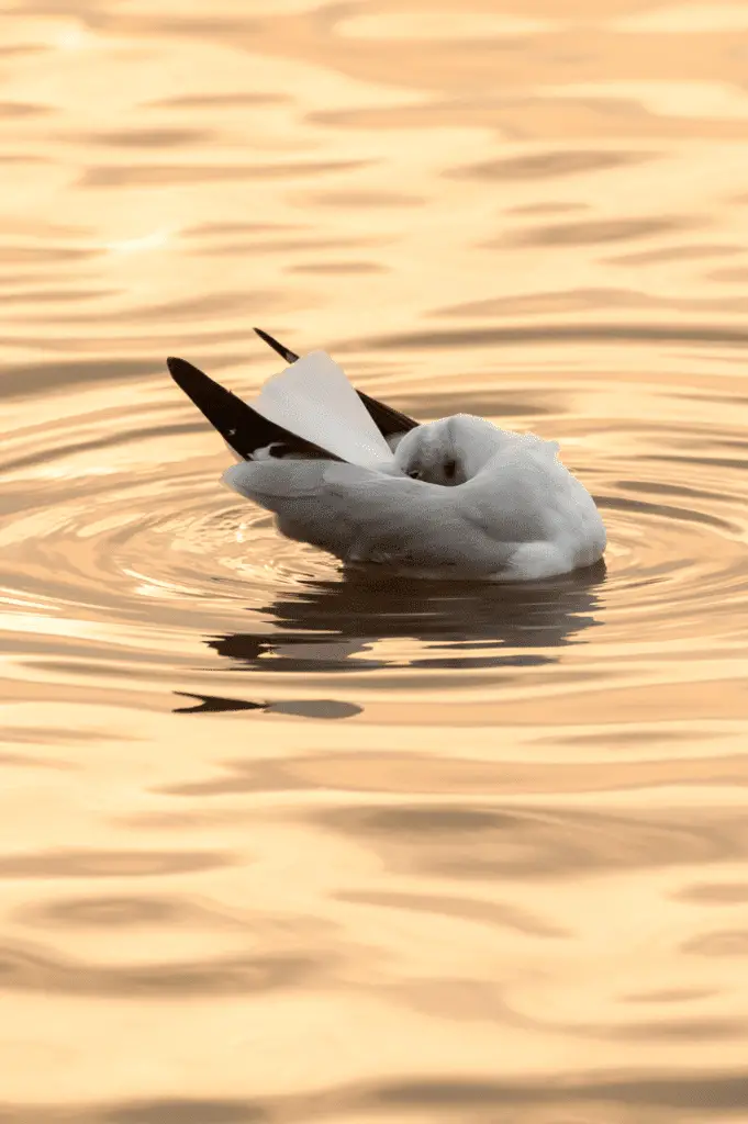 seagull sleeping on water