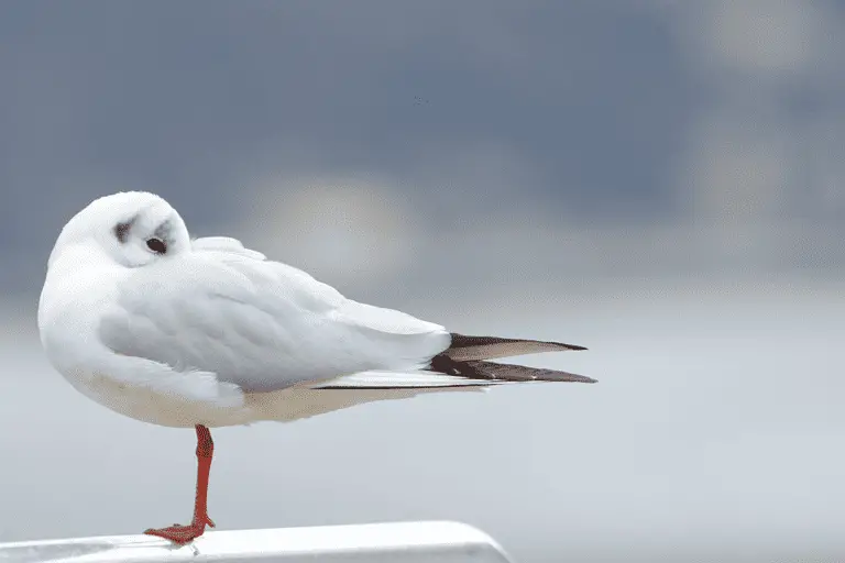 Where Do Seagulls Rest? Exploring the Coastal Haunts and Habits of Seafaring Aviators