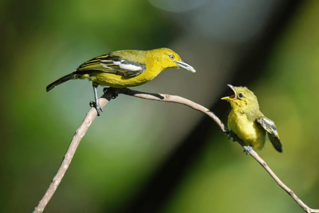 mama bird feeding her fledgling on a branch