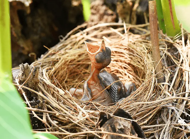 The Length Of Time Do Child Birds Remain In the Nest?