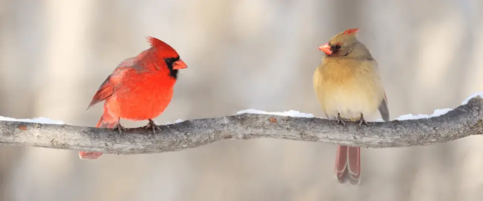 yellow and red cardinal sitting on branch