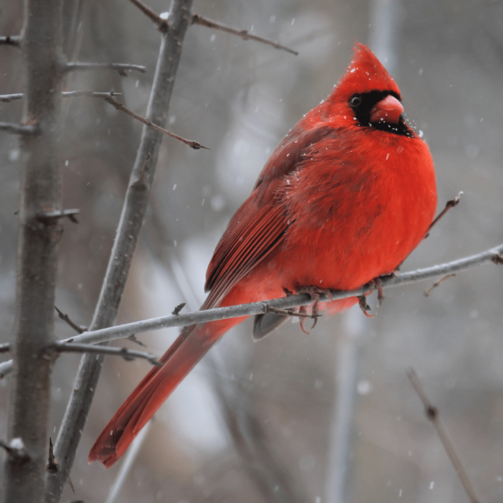 red cardinal in a tree in the snow