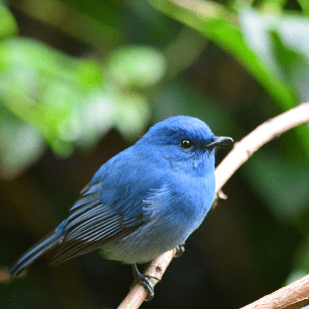 blue bird hidden in tree