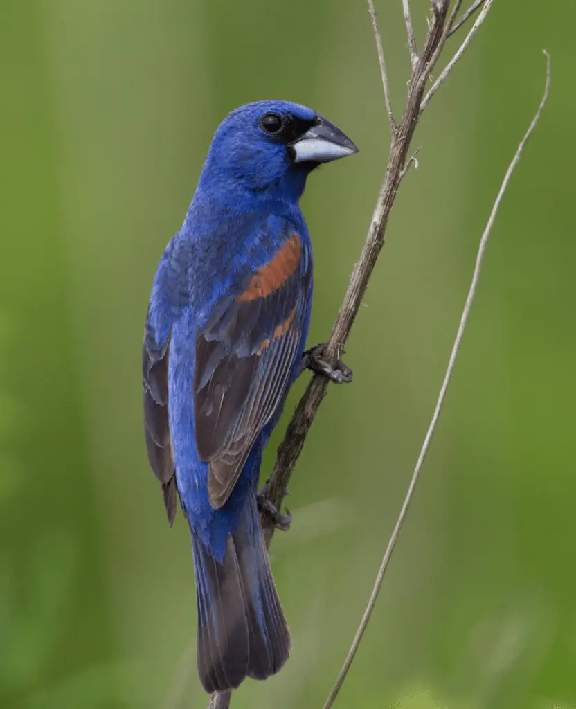 blue grosbeak on small branch