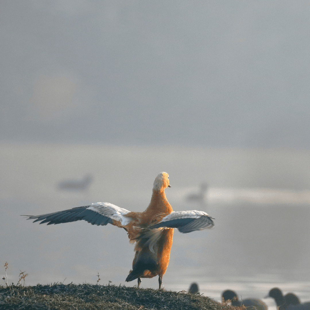 bird spreading wings on shore
