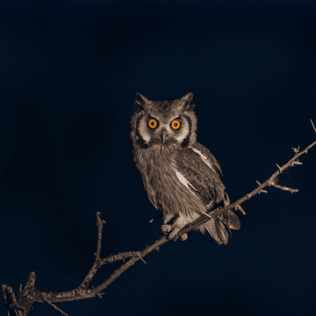 owl perched in a tree at night