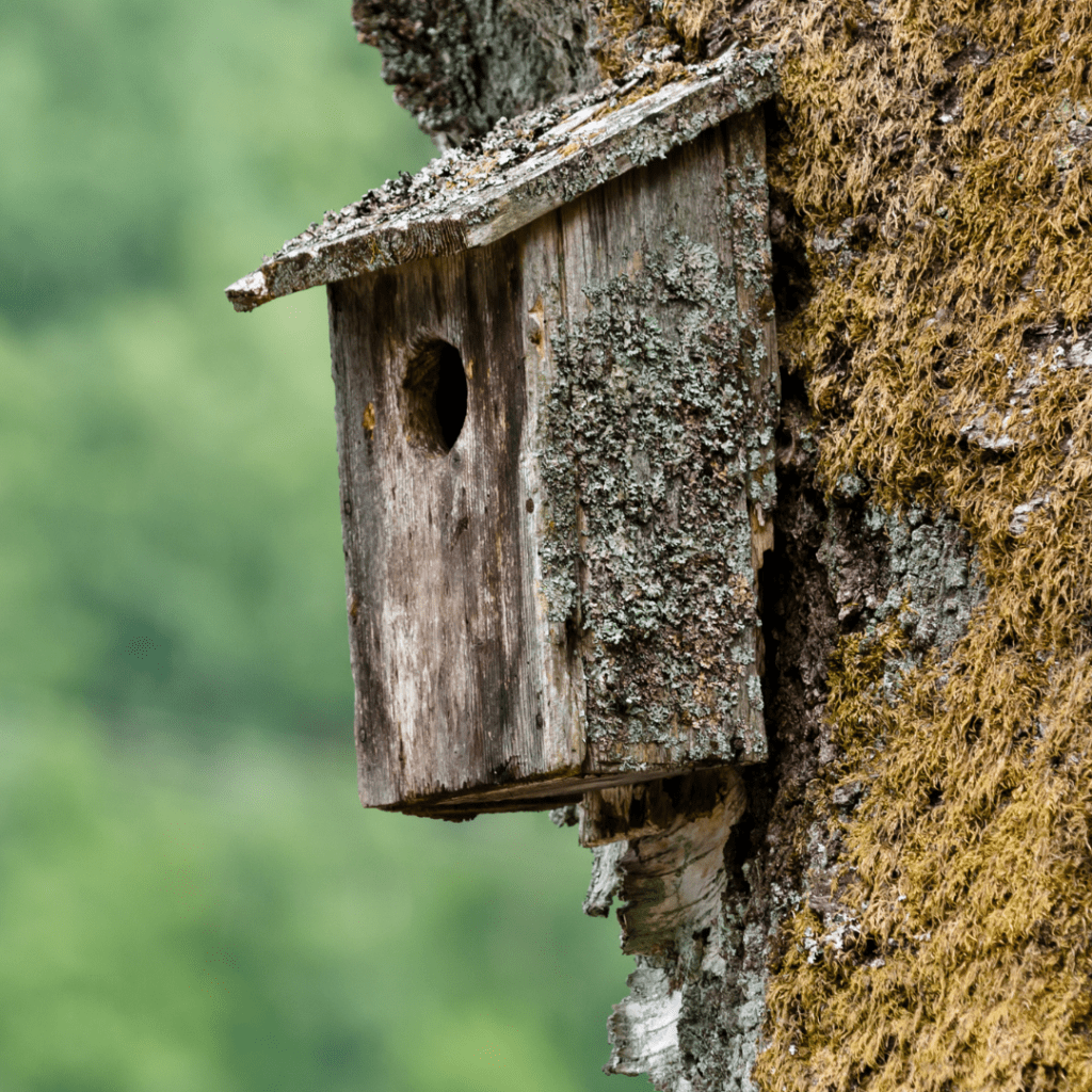old bird box on a tree