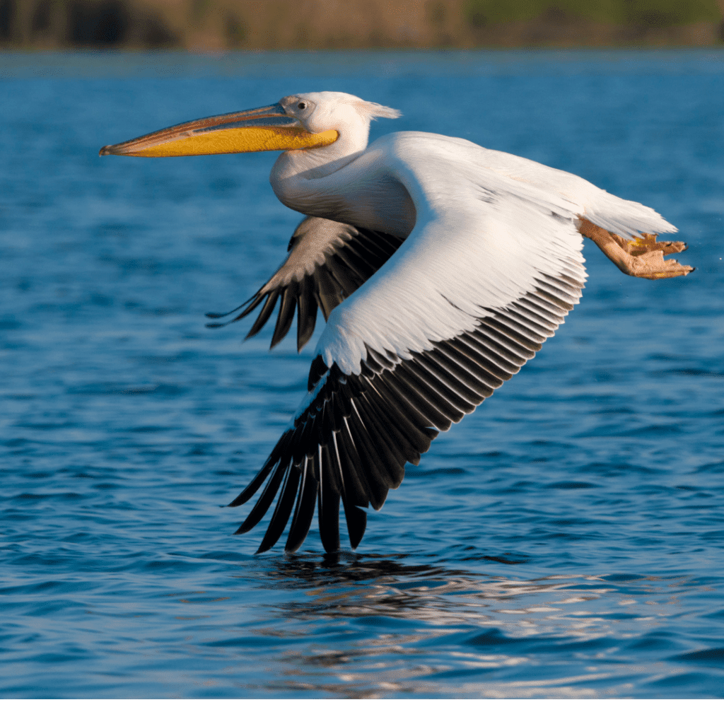 pelican flying on the water