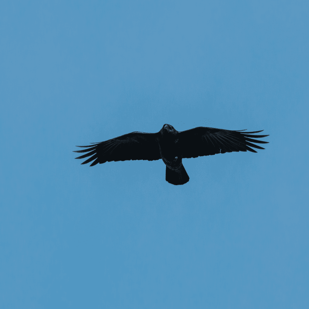 crow soaring in blue sky