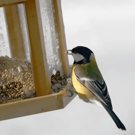 bird perching at a bird feeder eating