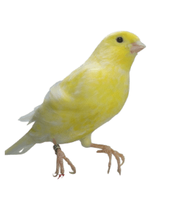 1700251226 294 What Does a Yellow Canary Sound Like 3 Amazing Facts.webp