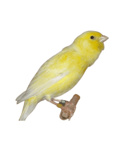 German Roller Canary