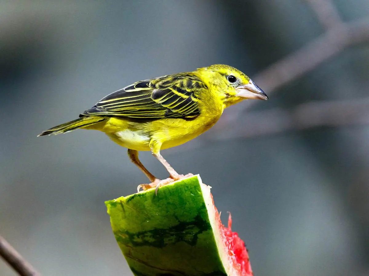 A yellow canary bird perched and feeding on watermelon