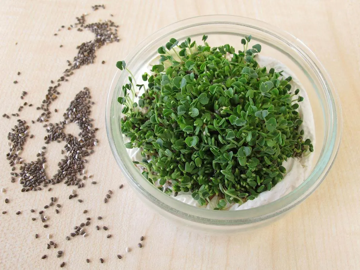 Chia sprouts and seeds on a wooden table