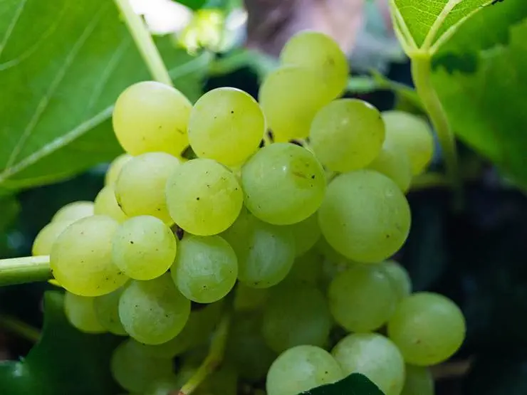 Fresh green grapes with vines