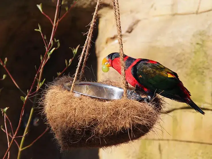 Black-capped lory eating grape on its feeder