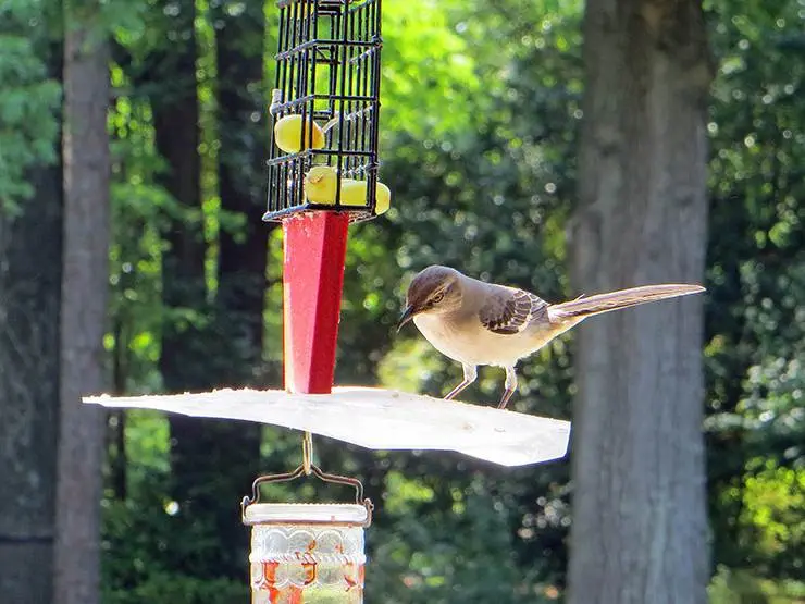 Northern Mockingbird perched on a grape feeder