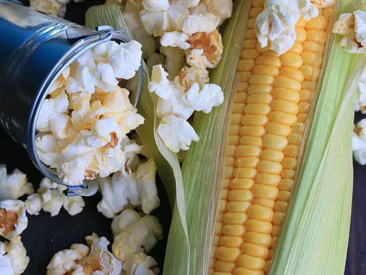 Popcorn and corn cob