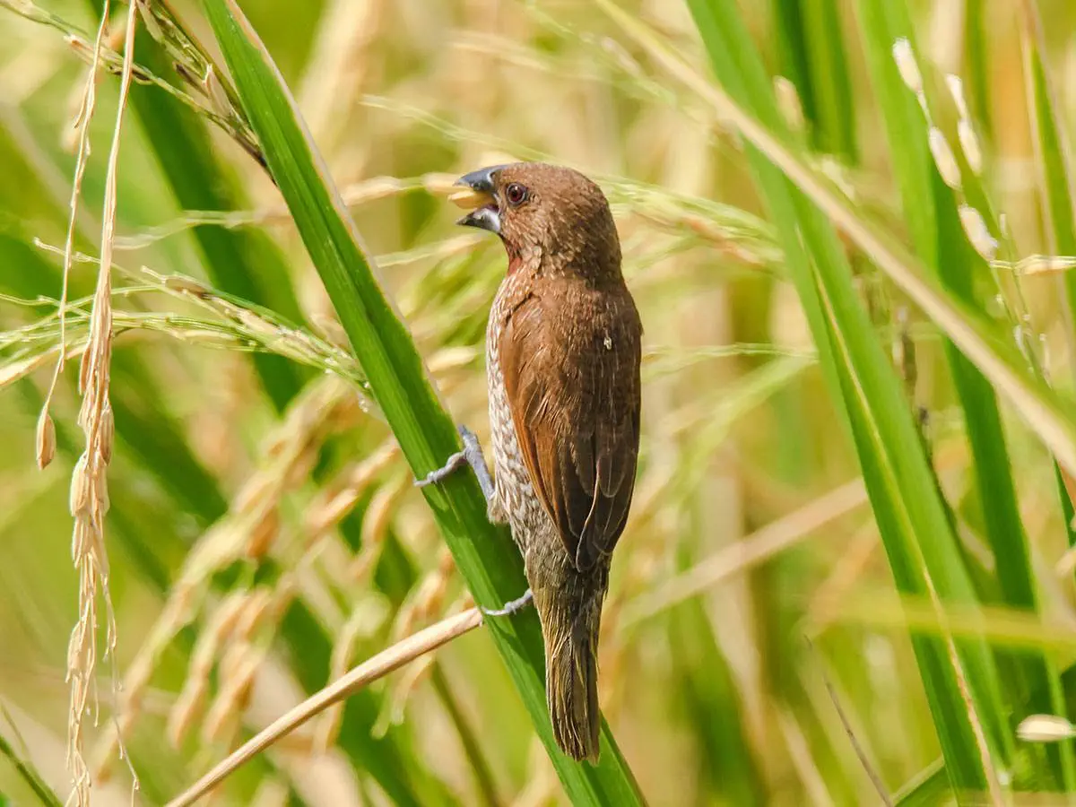 A Scaly-breasted Munia is feeding on paddy (unhulled rice)