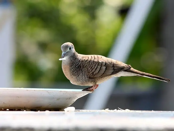 Spotted dove eating uncooked rice