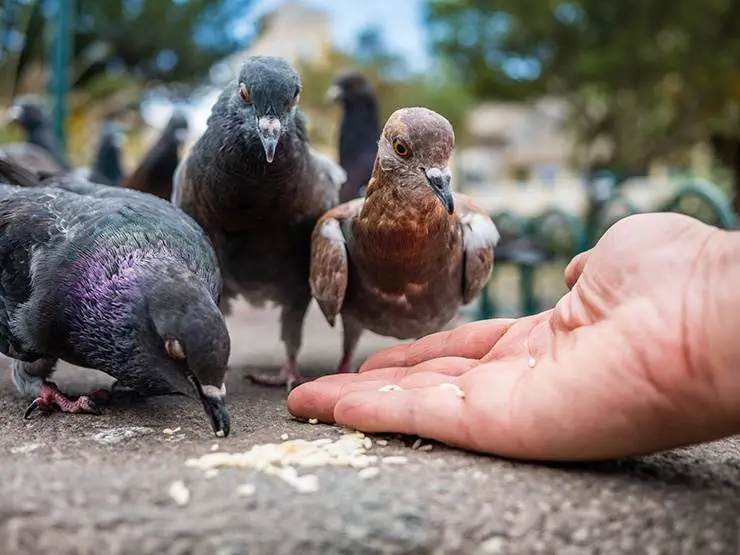 A flock of pigeons eating rice from human hand