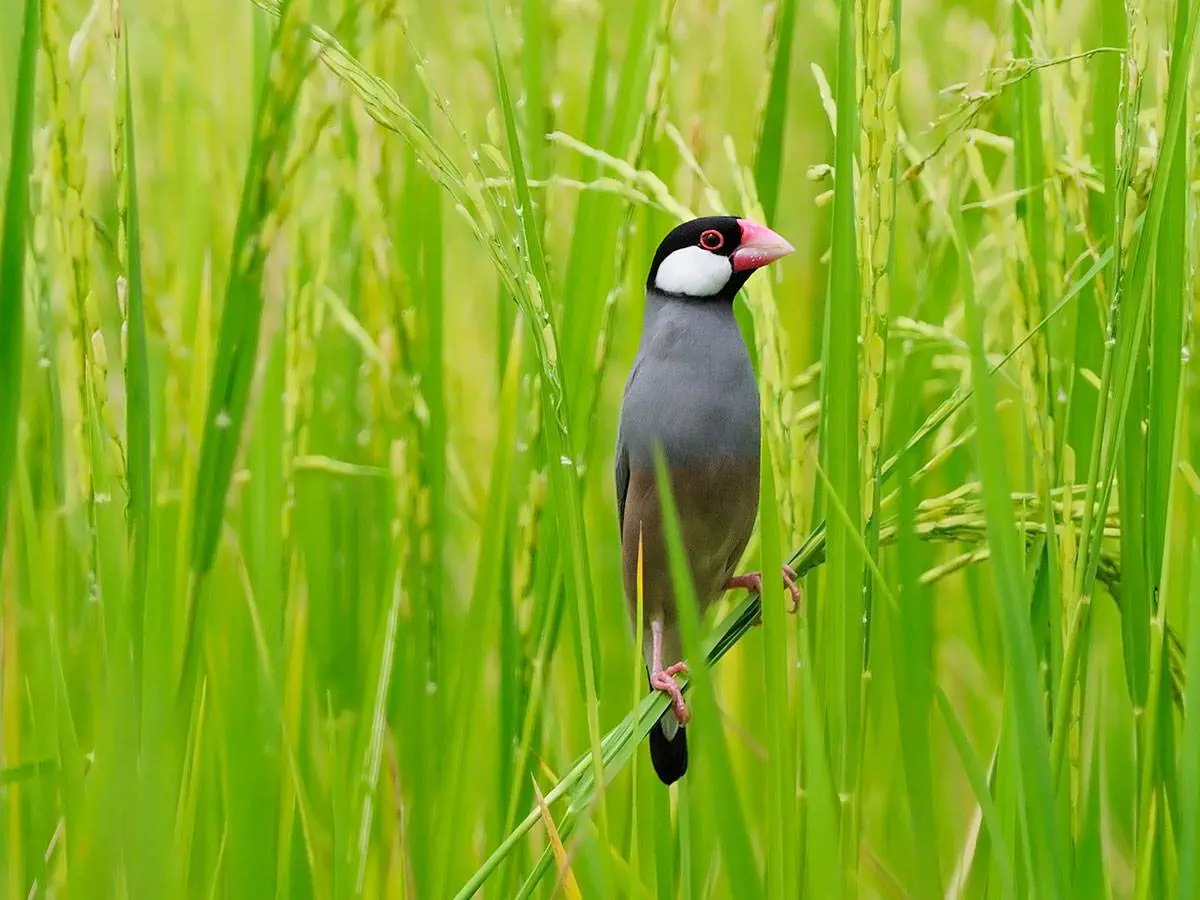 A Java Sparrow is perched on a paddy plant in a rice field