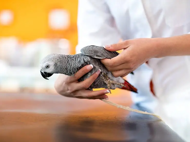 A vet examines an African gray parrot