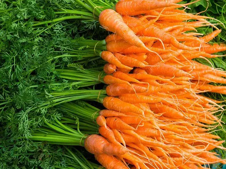 Freshly harvested baby carrots