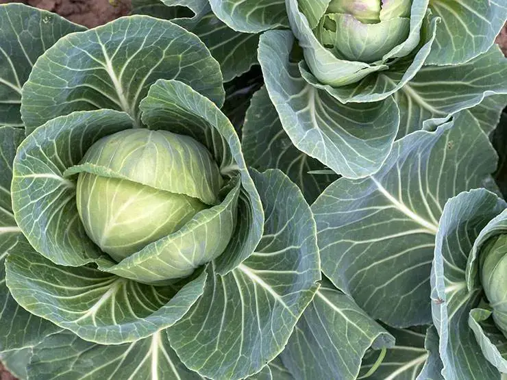 Young green cabbages in the cabbage garden