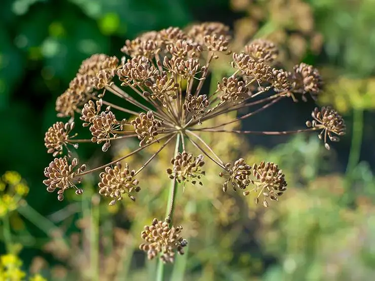 Fennel seeds on a fennel plant
