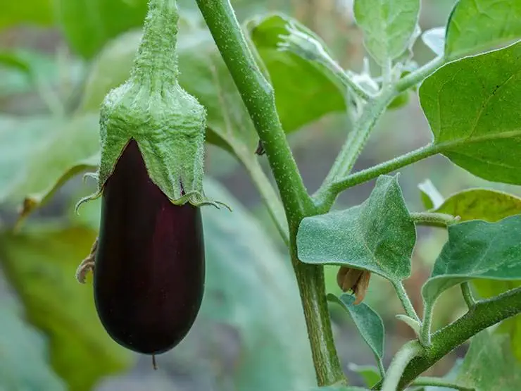 An eggplant in an eggplant tree