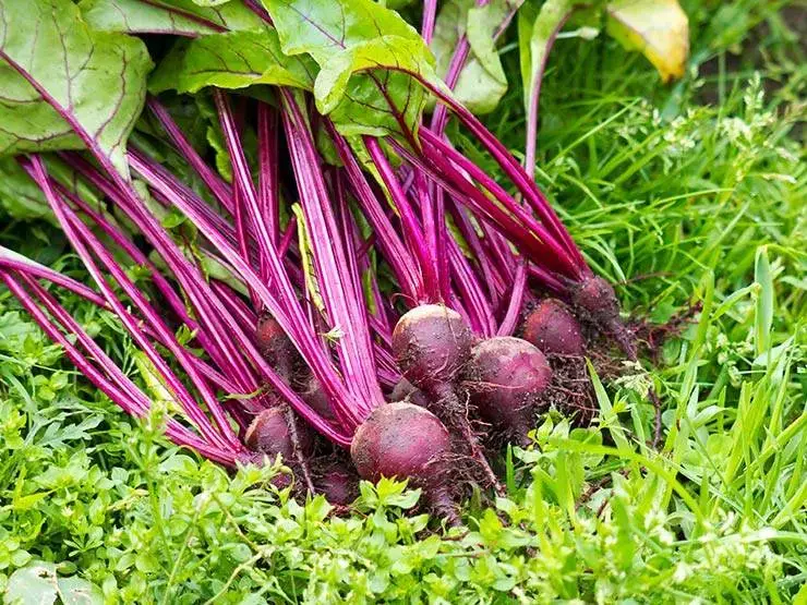 Freshly harvested red beets with leaves