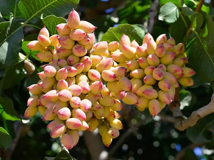 Bunches of pistachios in a tree