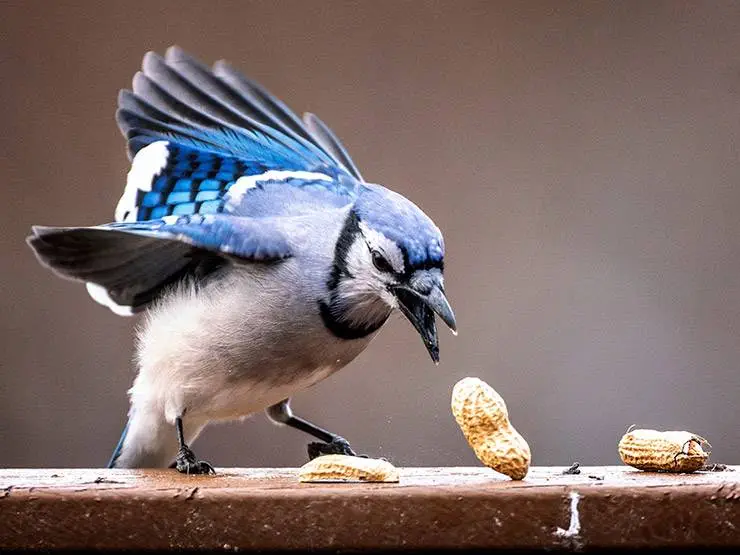 A blue jay eating peanuts