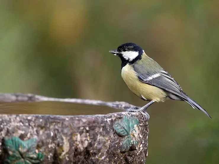 A great tit is drinking water