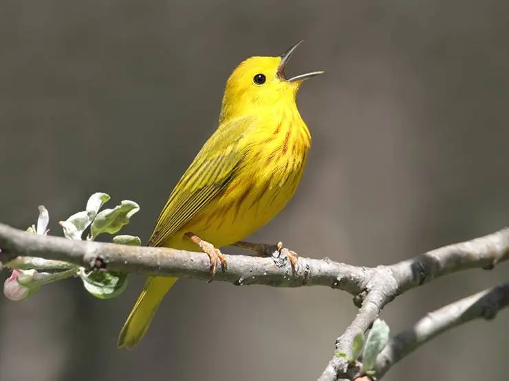 A yellow warble in happy mood and singing