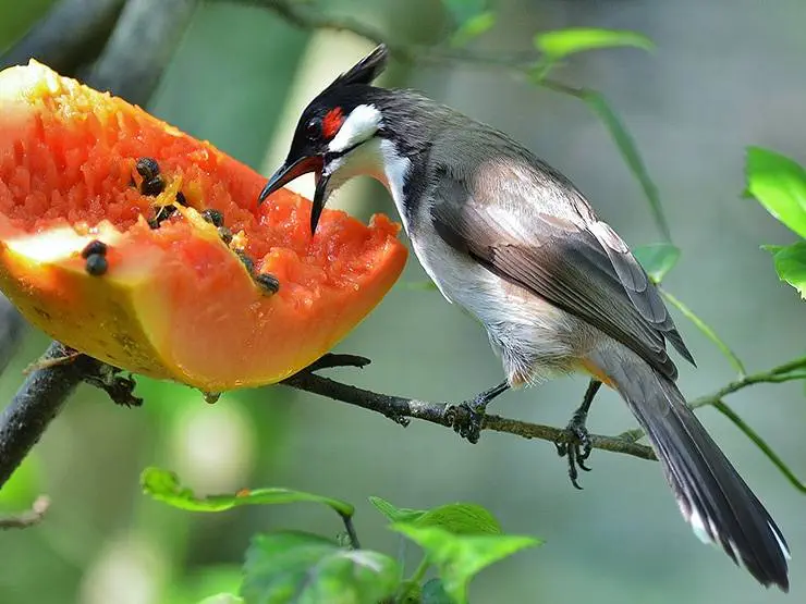 A beautiful bulbul perched on a branch feeding on papaya