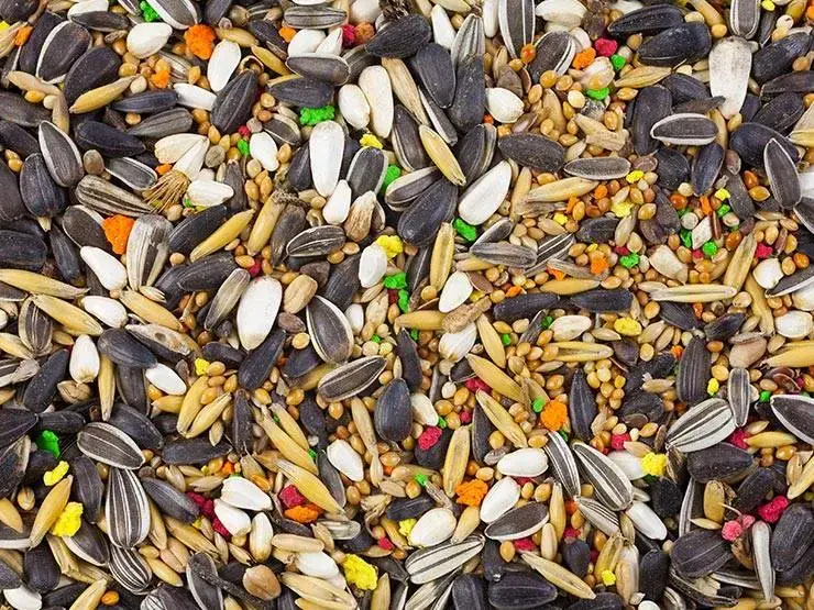 Bird seed mix contains various healthy seeds