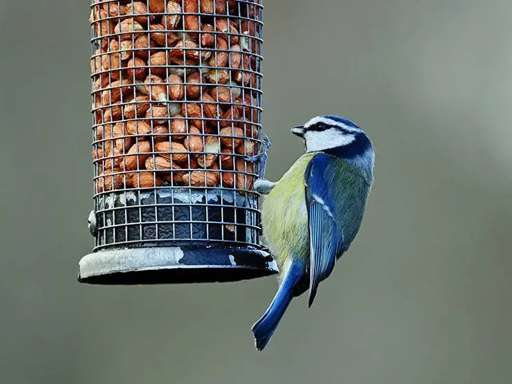 A blue tit feeding on nuts from a bird feeder