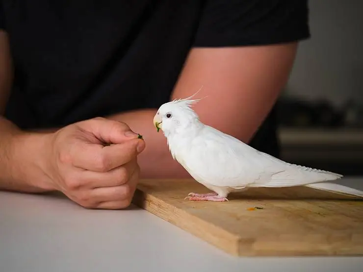 A bird owner feeding spinach to an albino cockatiel