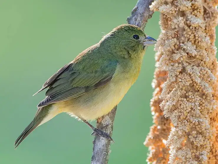 A female painted bunting feeding on spray millet