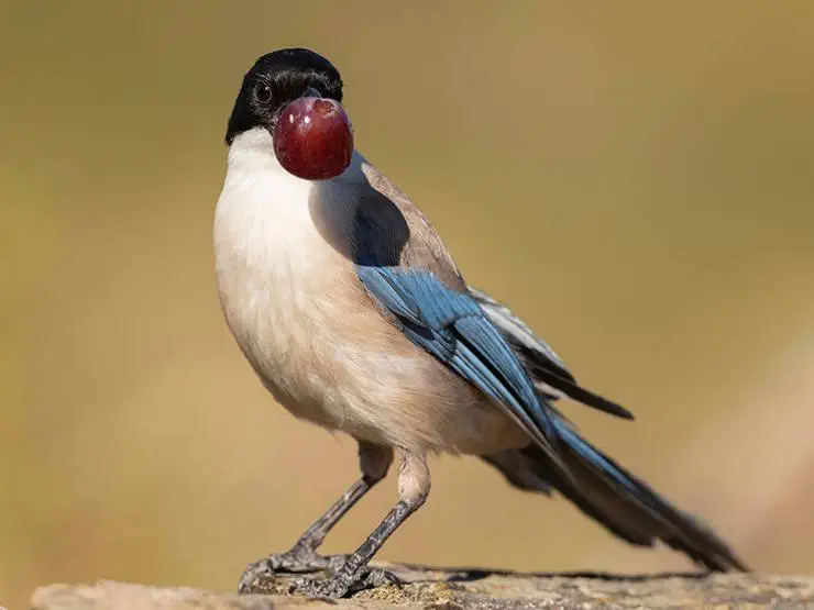 An iIberian magpie is eating a red grape