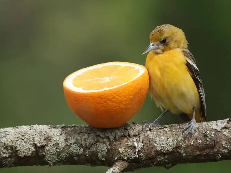 A Baltimore oriole perched beside a half orange fruit