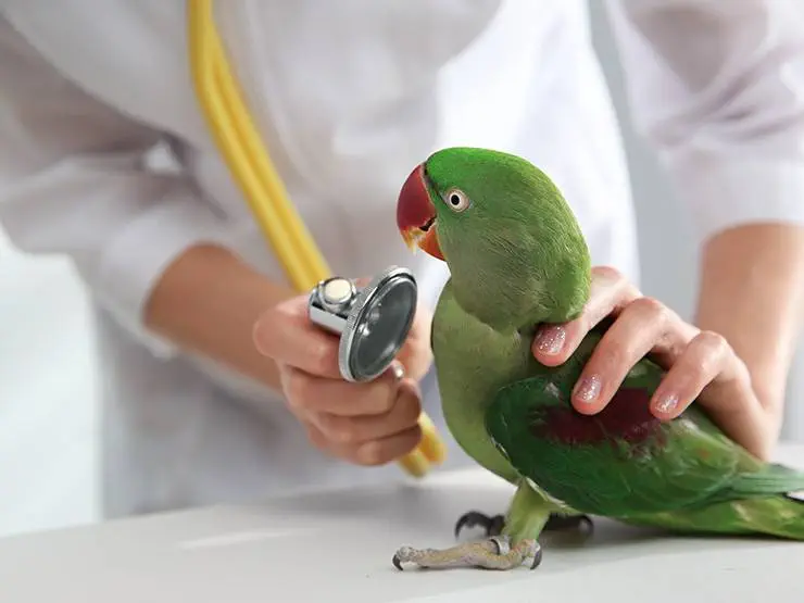 A veterinarian examines a parakeet with stethoscope