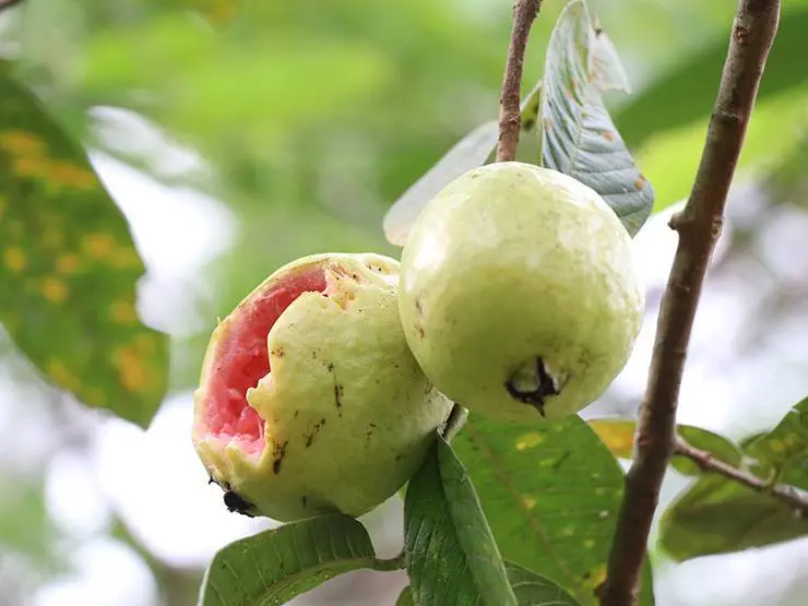 Ripe guavas half eaten by bird