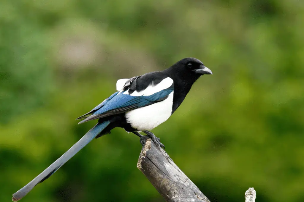 magpie perched on a tree branch