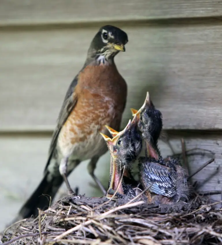 Why Do Birds Consume Their Children’ Poop? The Remarkable Reality!