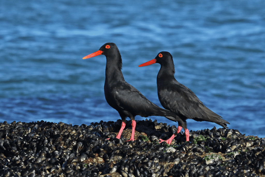 african black oystercatchers on a rock by the ocean