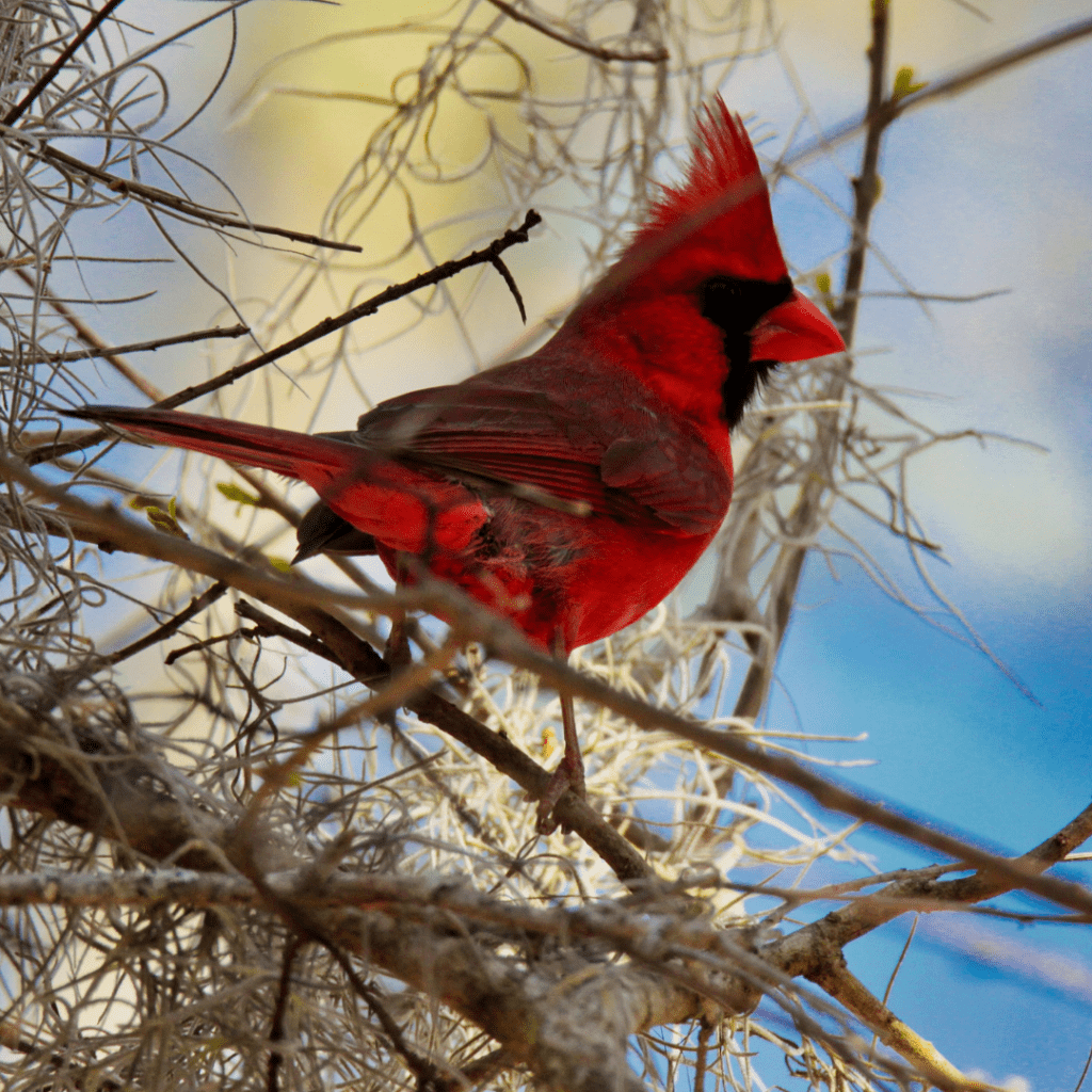 bright red cardinal in a tree